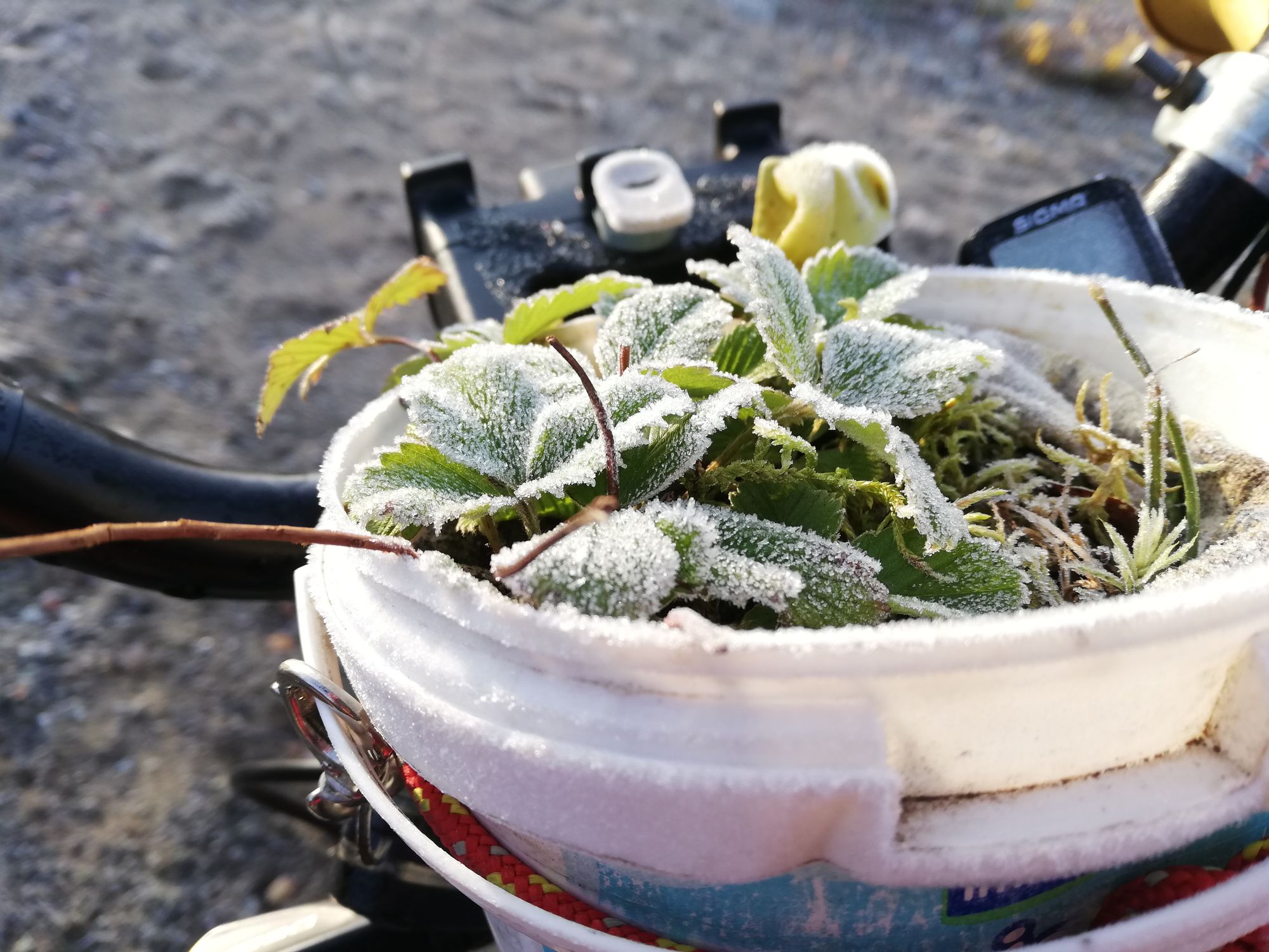 Laponie, le chrono pour l'hiver déclenché !