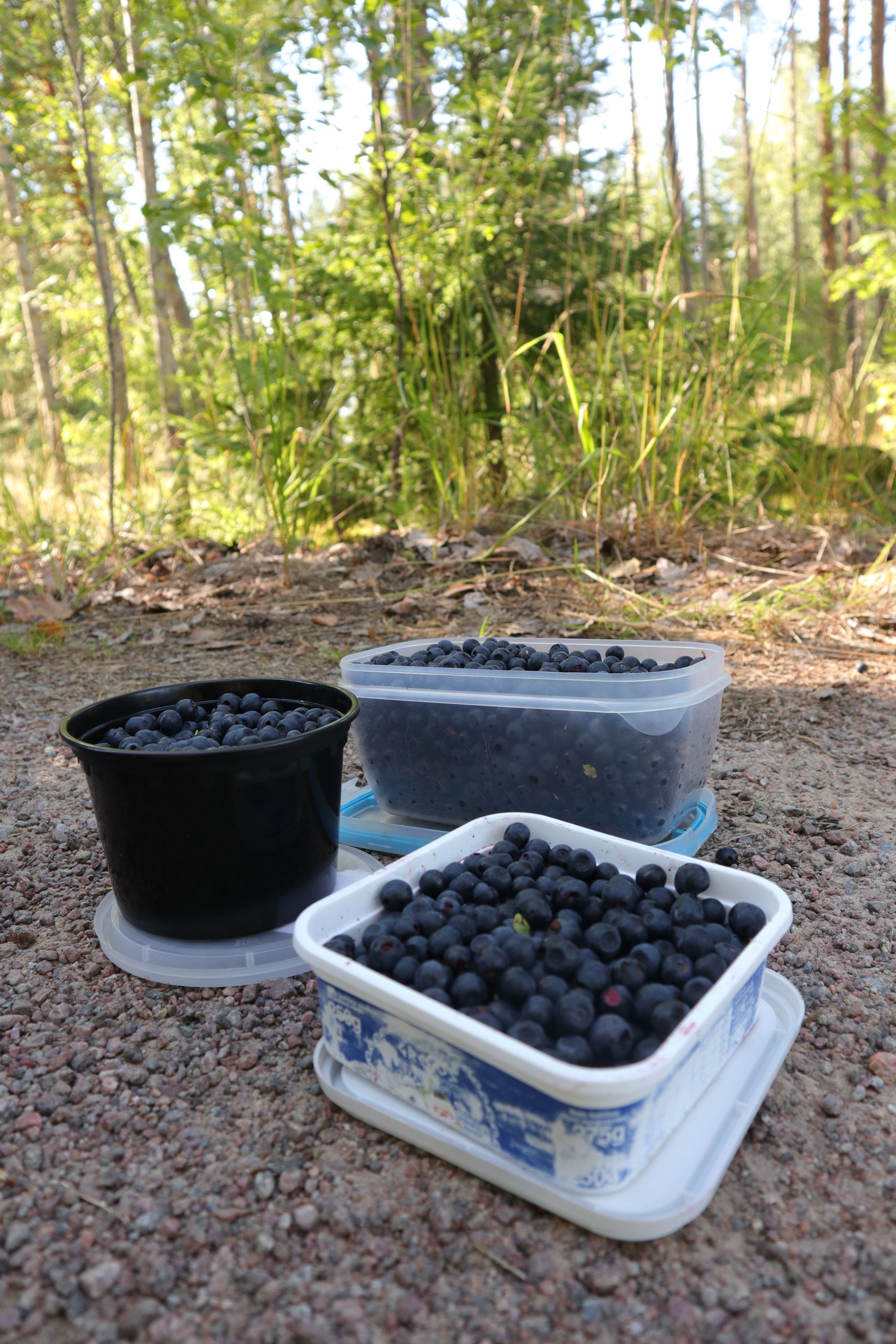 Sud de la Finlande : des lacs, des laavus et encore des lacs !